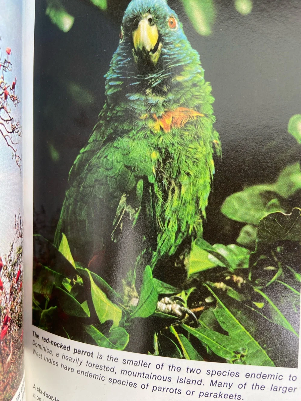 animal book Ocean Sea Island animals wildlife Tropical Fish cover coastal beach